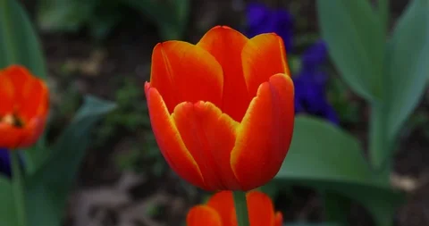 Red Tulips in a park Stockbeeldmateriaal 87523255