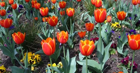 Red Tulips in a park Stockbeeldmateriaal 87523281