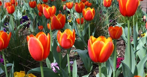 Red Tulips in a park Stockbeeldmateriaal 87523296