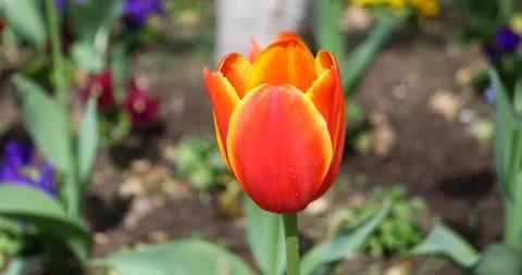 Red Tulips in a park Stockbeeldmateriaal 87523323