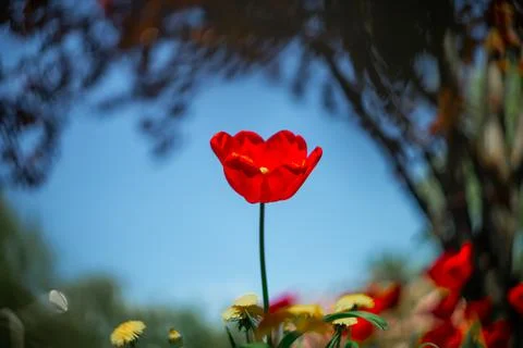 Red tulips in the park in spring Stock-Fotos