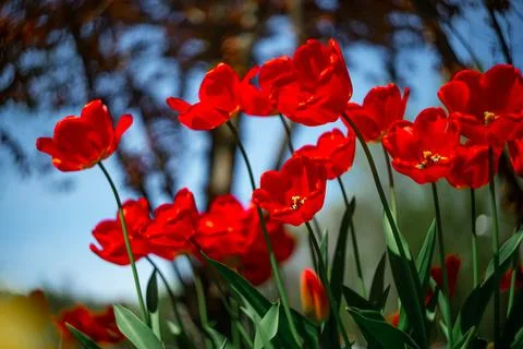 Red tulips in the park in spring Stock Photos