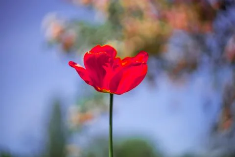 Red tulips in the park in spring Stock Photos