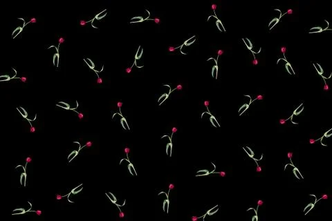 Red Tulips Pattern Stock Photos