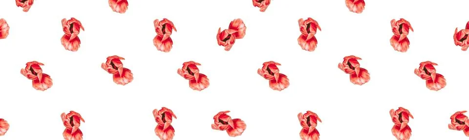 Red tulips pattern on white background. Holiday design idea Stock Photos