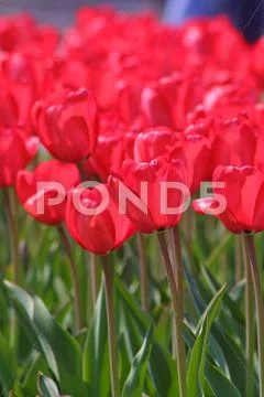 Red tulips Stock Photos