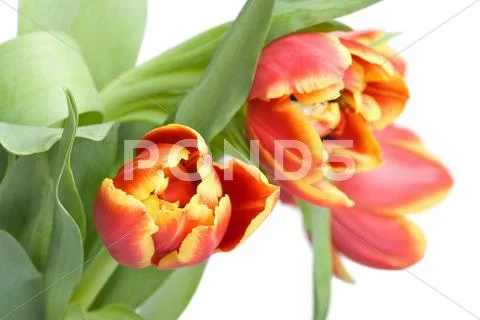 Red tulips Stock Photos