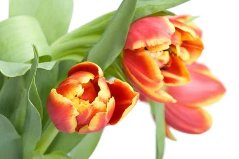 Red tulips Stock Photos