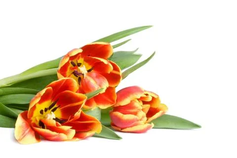 Red tulips Stock Photos
