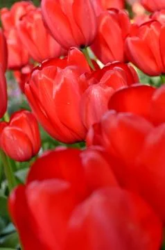 Red tulips Foto stock