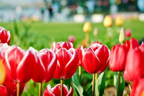 Red tulips Stock Photos
