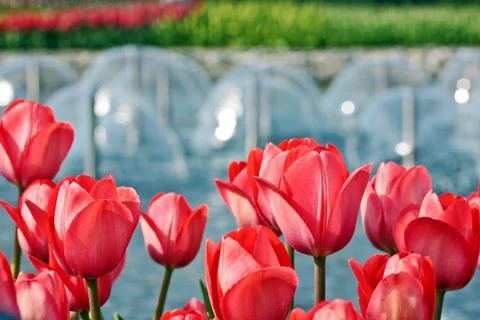 Red tulips Stock-Fotos