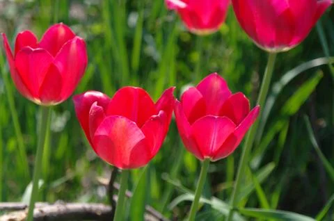 Red tulips Stock Photos