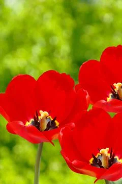 Red tulips. Stock Photos