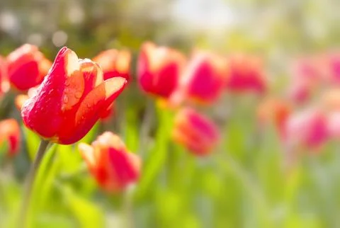 Red tulips Stock Photos