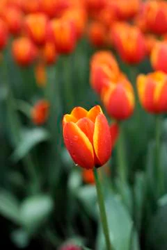 Red tulips Stock Photos