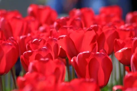 Red tulips Stock Photos