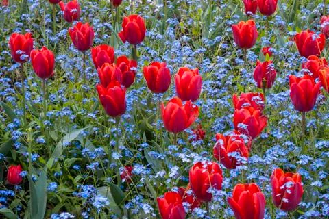 Red tulips Fotos Stock