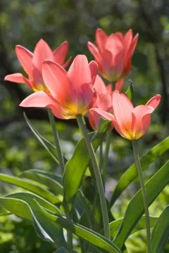 Red tulips Stock Photos