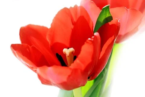 Red tulips Stock Photos