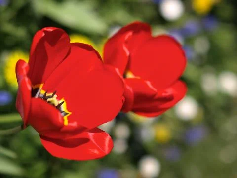 Red Tulips Stock Photos