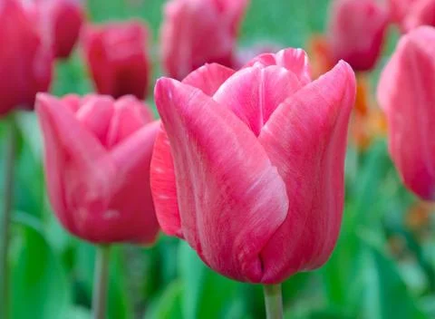 Red tulips Stock Photos