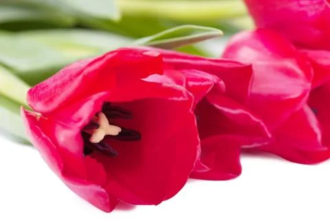 Red tulips Foto stock