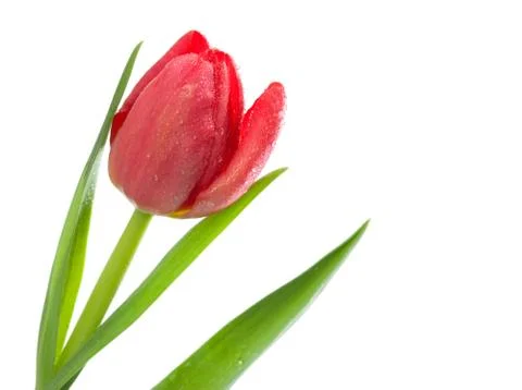 Red tulips Stock Photos