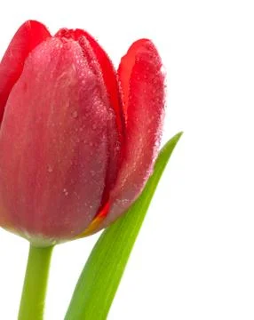 Red tulips Stock Photos