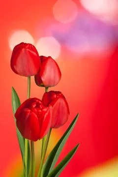 Red tulips Foto stock