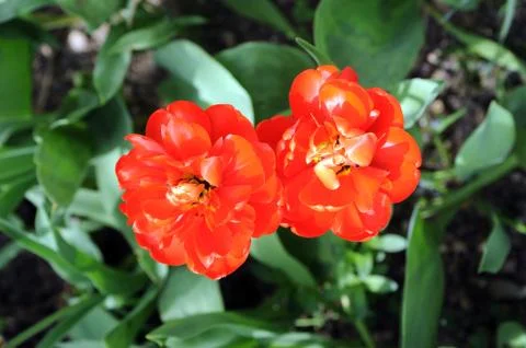 Red tulips Foto stock