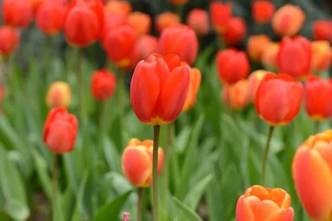 Red tulips Stock Photos