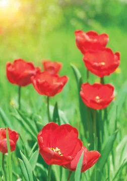 Red tulips Stock Photos