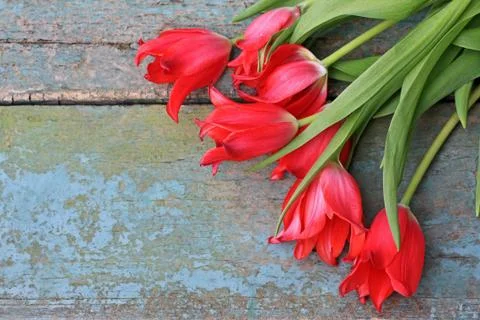 Red tulips Stock Photos
