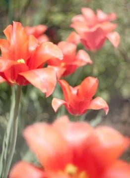 Red tulips Stock Photos