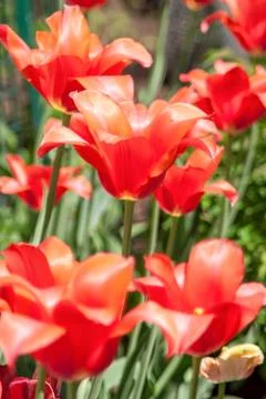 Red tulips Stock Photos