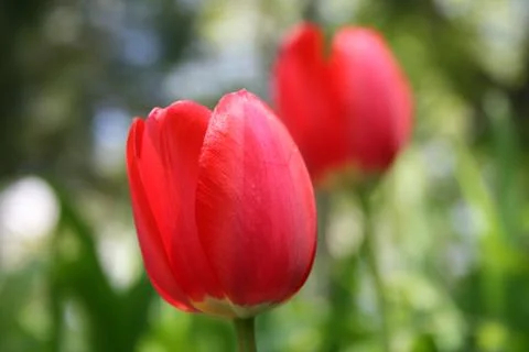Red Tulips 写真素材