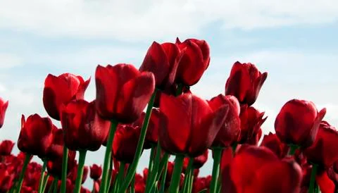 Red tulips Stock Photos