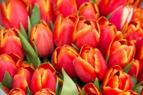 Red tulips Фото