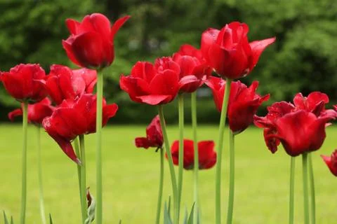 Red tulips Stock Photos