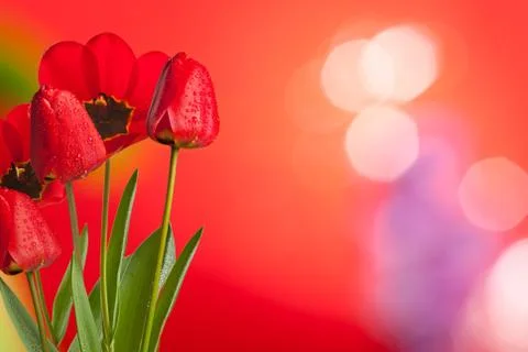Red tulips Stock Photos