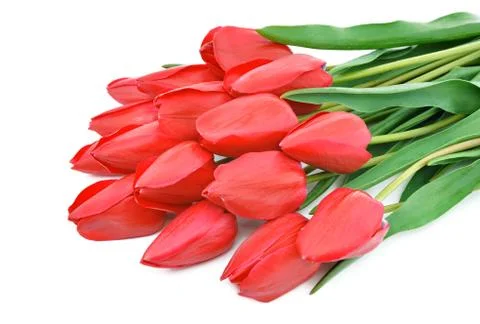 Red tulips Stock Photos