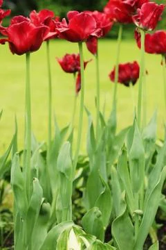 Red tulips Stock Photos