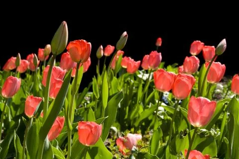 Red tulips Stock Photos