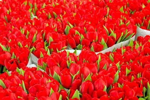 Red tulips Stock Photos