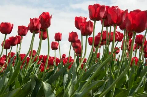 Red tulips Stock Photos