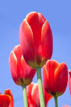 Red tulips Stock Photos