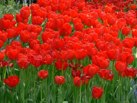 Red tulips Stock Photos