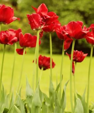 Red tulips Stock Photos