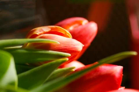 Red tulips Stock Photos
